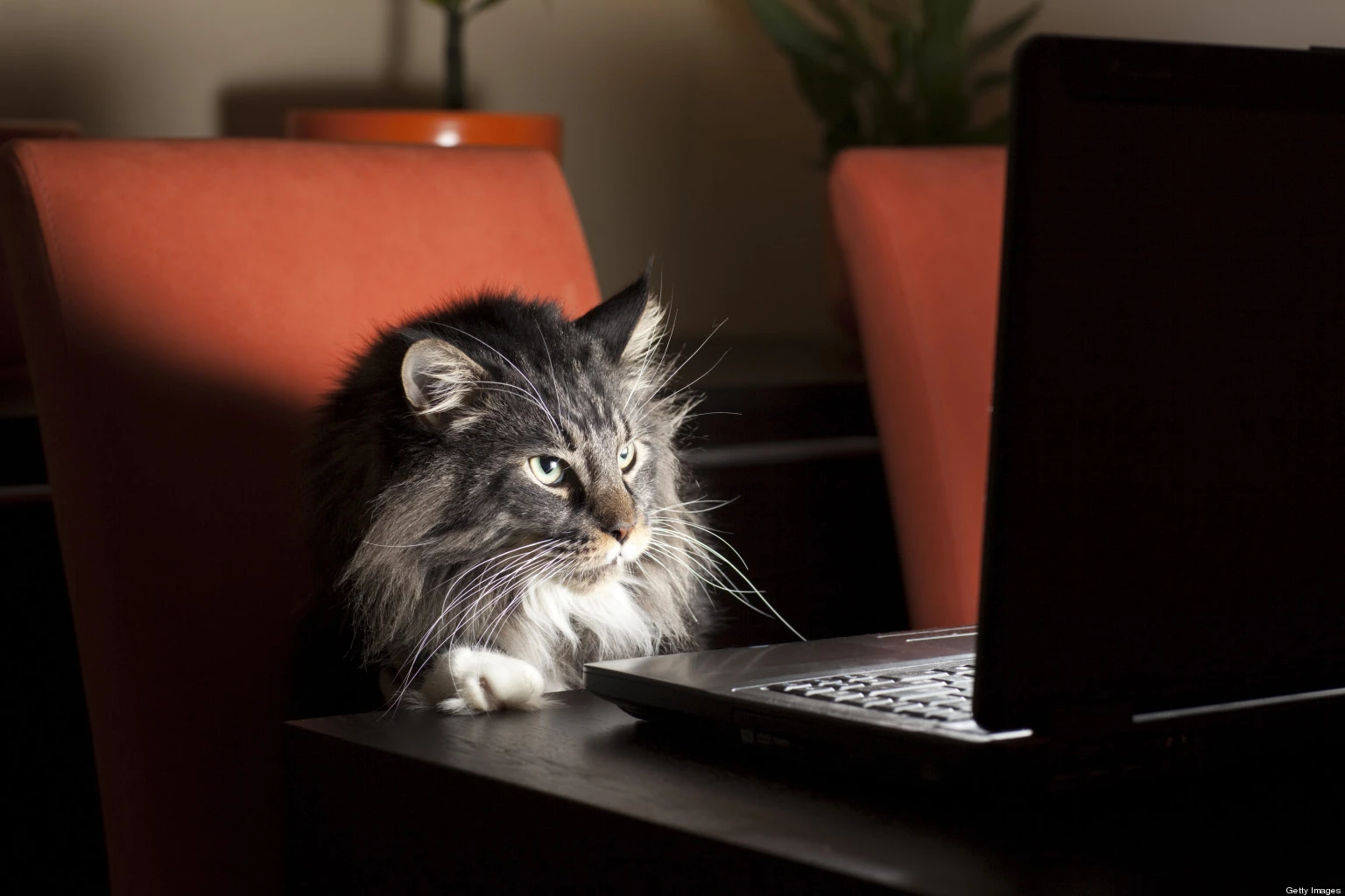 o-CAT-LAPTOP-facebook o-CAT-LAPTOP-facebook